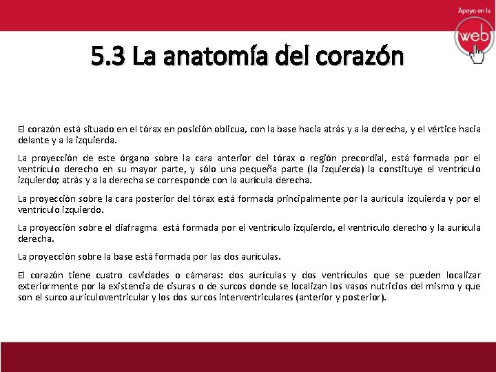 5. 3 La anatomía del corazón El corazón está situado en el tórax en