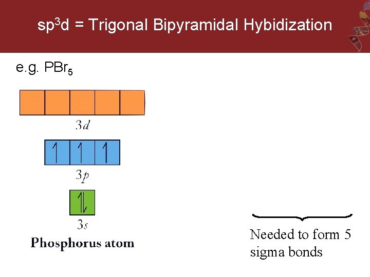 sp 3 d = Trigonal Bipyramidal Hybidization e. g. PBr 5 Needed to form