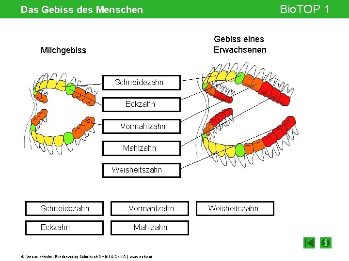 Bio. TOP 1 Das Gebiss des Menschen Gebiss eines Erwachsenen Milchgebiss Schneidezahn Eckzahn Vormahlzahn