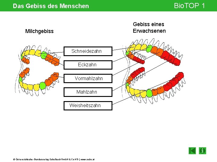 Bio. TOP 1 Das Gebiss des Menschen Gebiss eines Erwachsenen Milchgebiss Schneidezahn Eckzahn Vormahlzahn