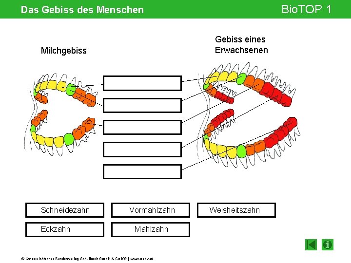 Bio. TOP 1 Das Gebiss des Menschen Gebiss eines Erwachsenen Milchgebiss Schneidezahn Eckzahn Vormahlzahn