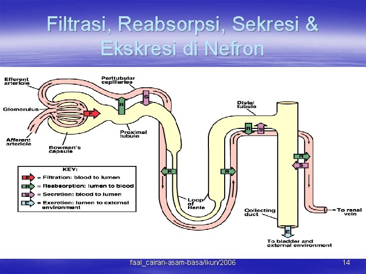 Filtrasi, Reabsorpsi, Sekresi & Ekskresi di Nefron faal_cairan-asam-basa/ikun/2006 14 