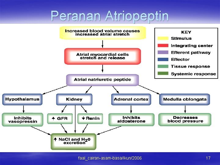 Peranan Atriopeptin faal_cairan-asam-basa/ikun/2006 17 