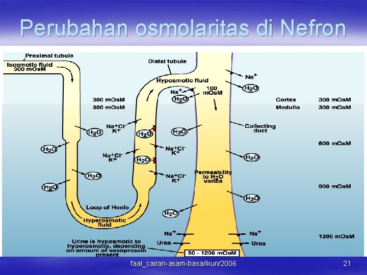 Perubahan osmolaritas di Nefron faal_cairan-asam-basa/ikun/2006 21 