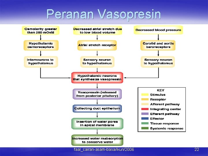 Peranan Vasopresin faal_cairan-asam-basa/ikun/2006 22 