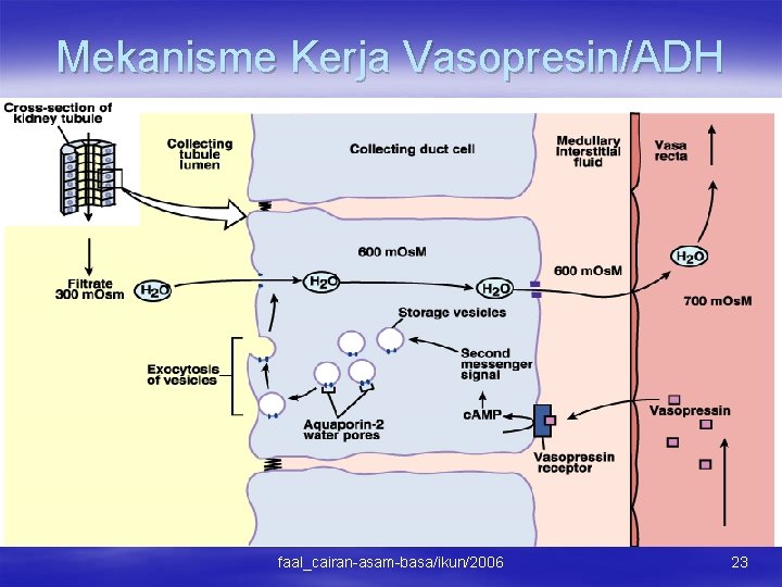 Mekanisme Kerja Vasopresin/ADH faal_cairan-asam-basa/ikun/2006 23 