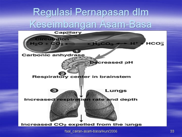 Regulasi Pernapasan dlm Keseimbangan Asam-Basa faal_cairan-asam-basa/ikun/2006 33 