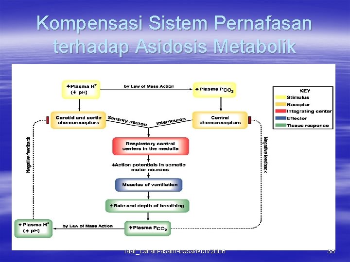 Kompensasi Sistem Pernafasan terhadap Asidosis Metabolik faal_cairan-asam-basa/ikun/2006 38 