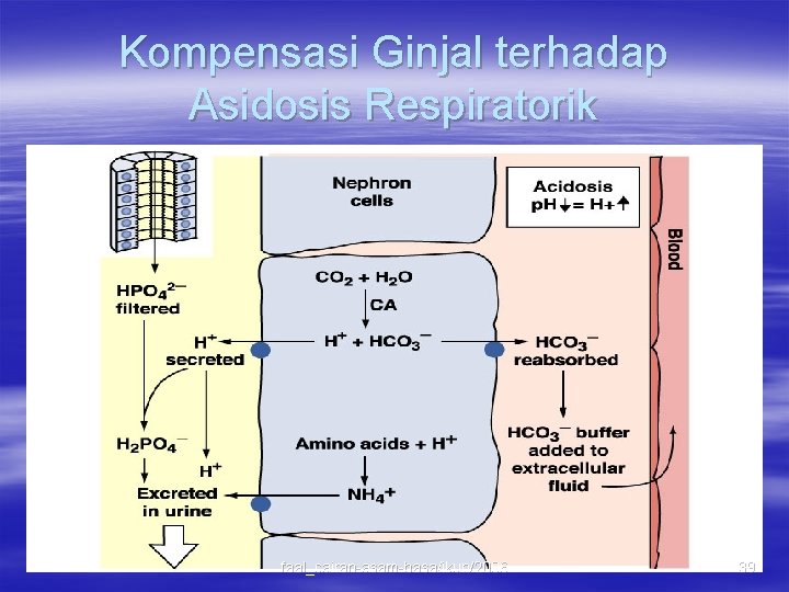 Kompensasi Ginjal terhadap Asidosis Respiratorik faal_cairan-asam-basa/ikun/2006 39 