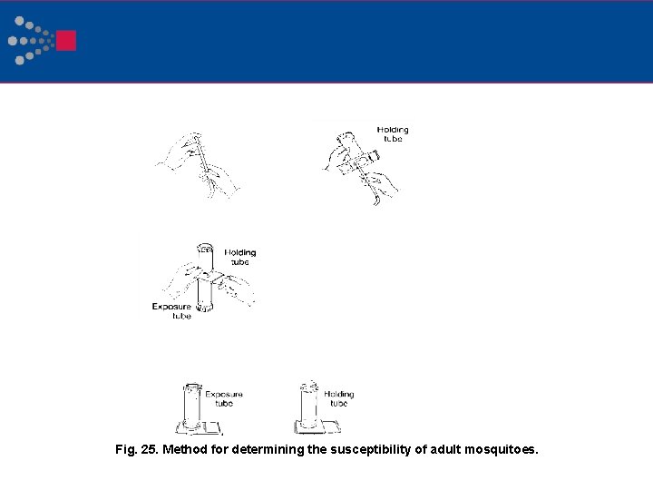 Fig. 25. Method for determining the susceptibility of adult mosquitoes. 