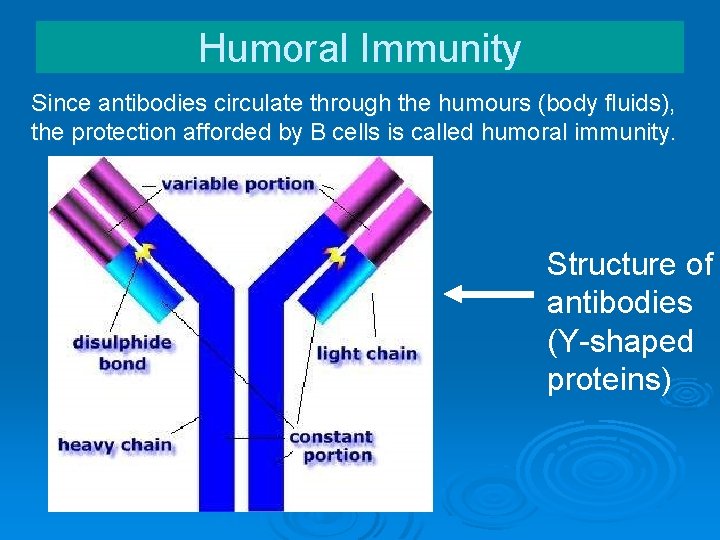 Humoral Immunity Since antibodies circulate through the humours (body fluids), the protection afforded by