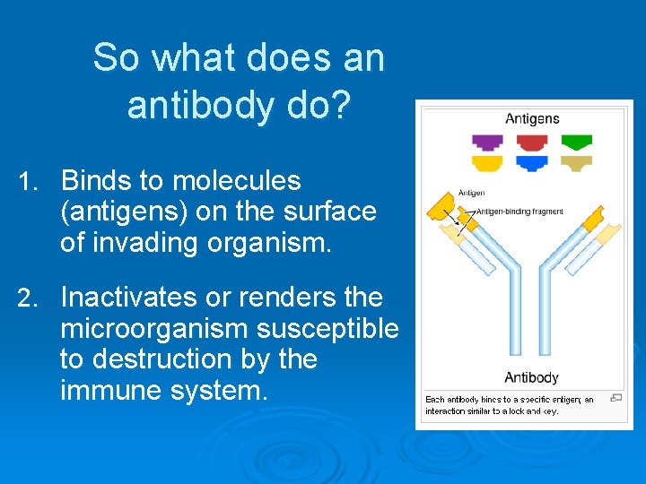 So what does an antibody do? 1. Binds to molecules (antigens) on the surface