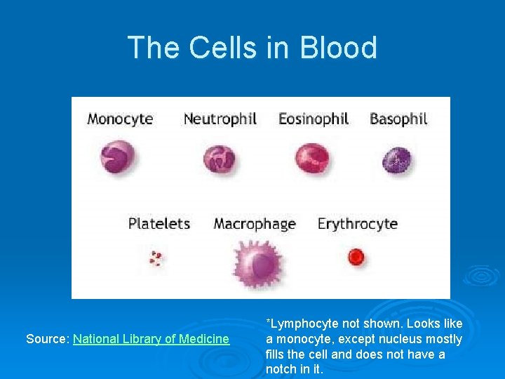 The Cells in Blood Source: National Library of Medicine *Lymphocyte not shown. Looks like