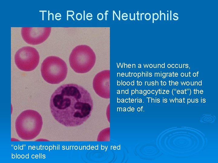 The Role of Neutrophils When a wound occurs, neutrophils migrate out of blood to