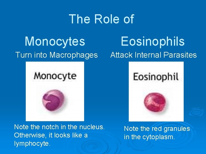 The Role of Monocytes Eosinophils Turn into Macrophages Attack Internal Parasites Note the notch