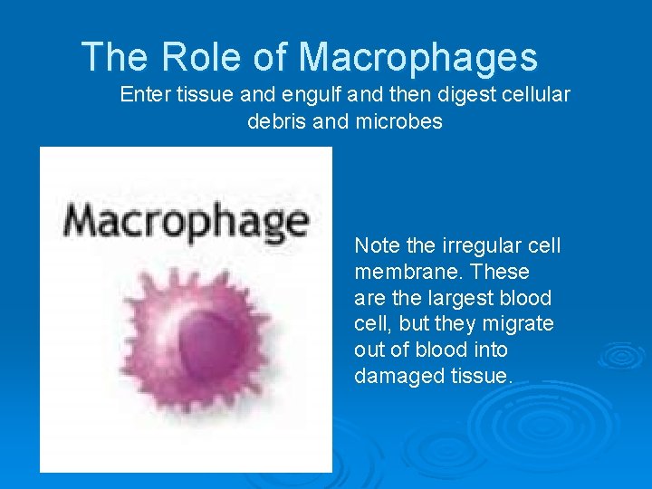The Role of Macrophages Enter tissue and engulf and then digest cellular debris and