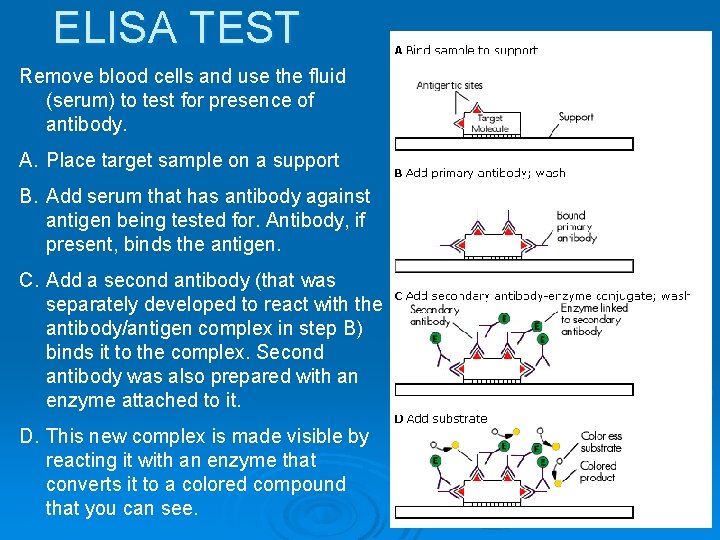 ELISA TEST Remove blood cells and use the fluid (serum) to test for presence