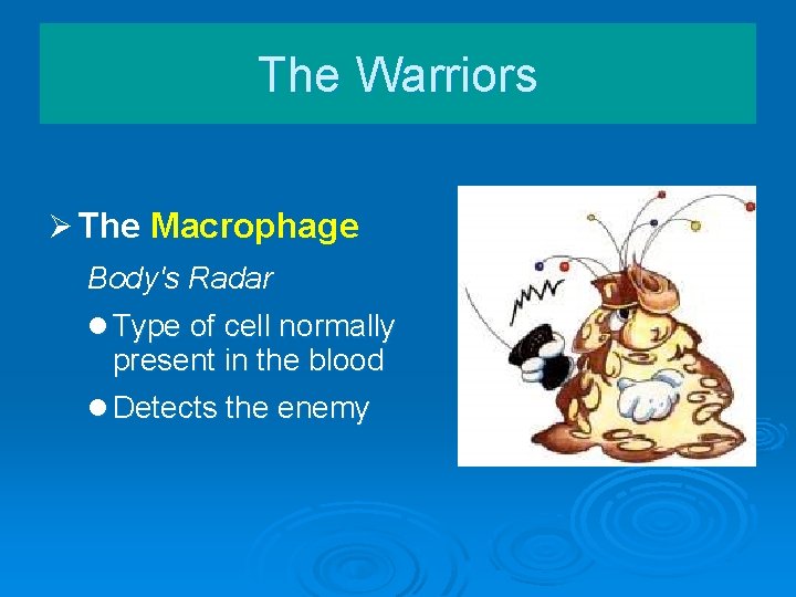 The Warriors Ø The Macrophage Body's Radar l Type of cell normally present in