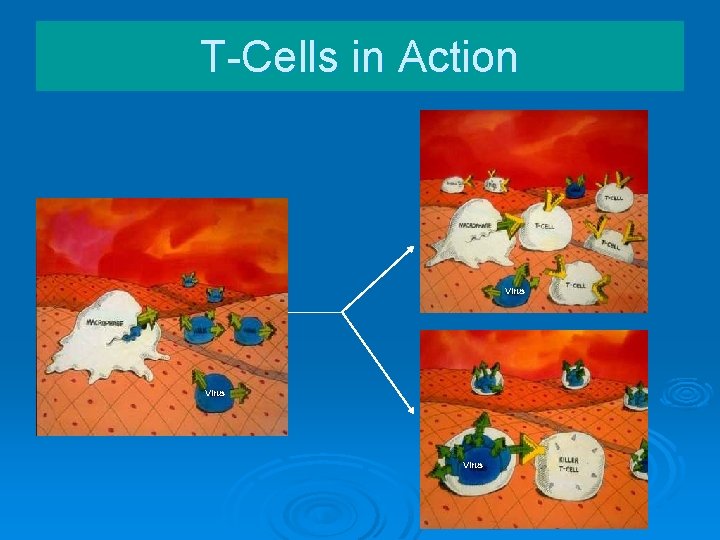 T-Cells in Action Virus 