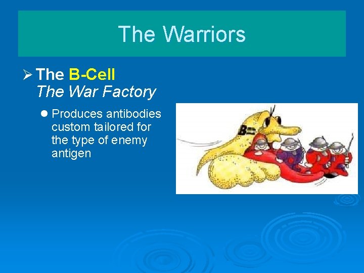 The Warriors Ø The B-Cell The War Factory l Produces antibodies custom tailored for