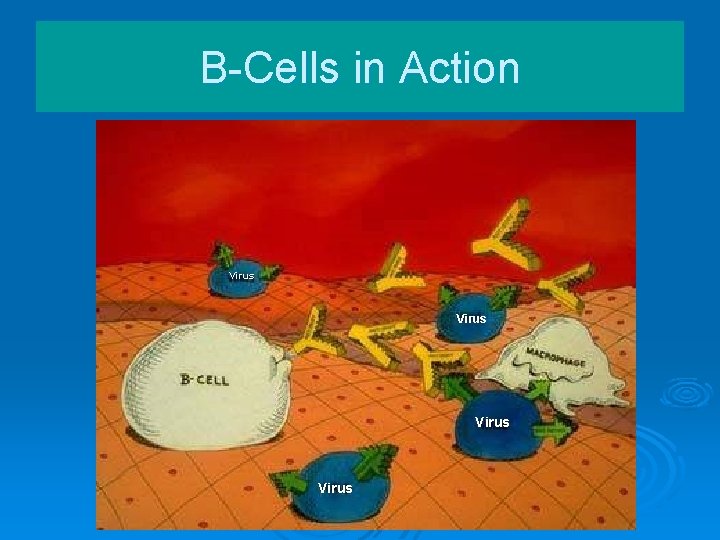 B-Cells in Action Virus 