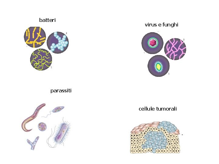 batteri virus e funghi parassiti cellule tumorali 