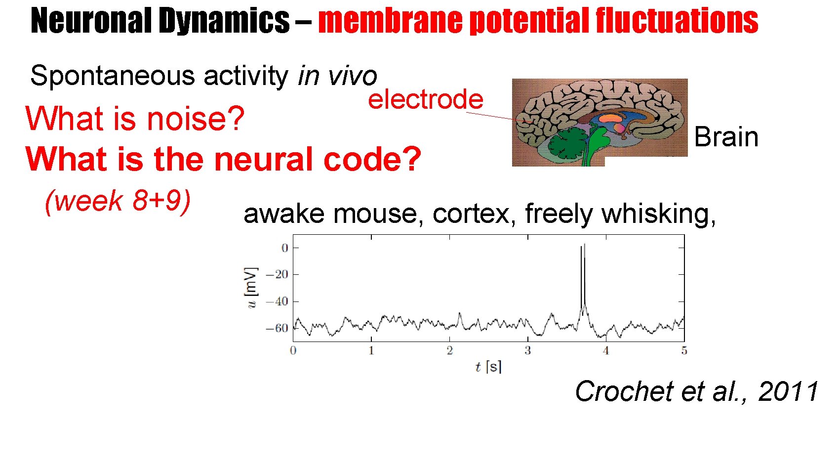 Neuronal Dynamics – membrane potential fluctuations Spontaneous activity in vivo electrode What is noise?
