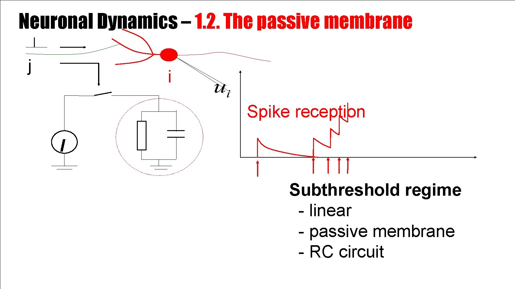 Neuronal Dynamics – 1. 2. The passive membrane j i Spike reception I Subthreshold