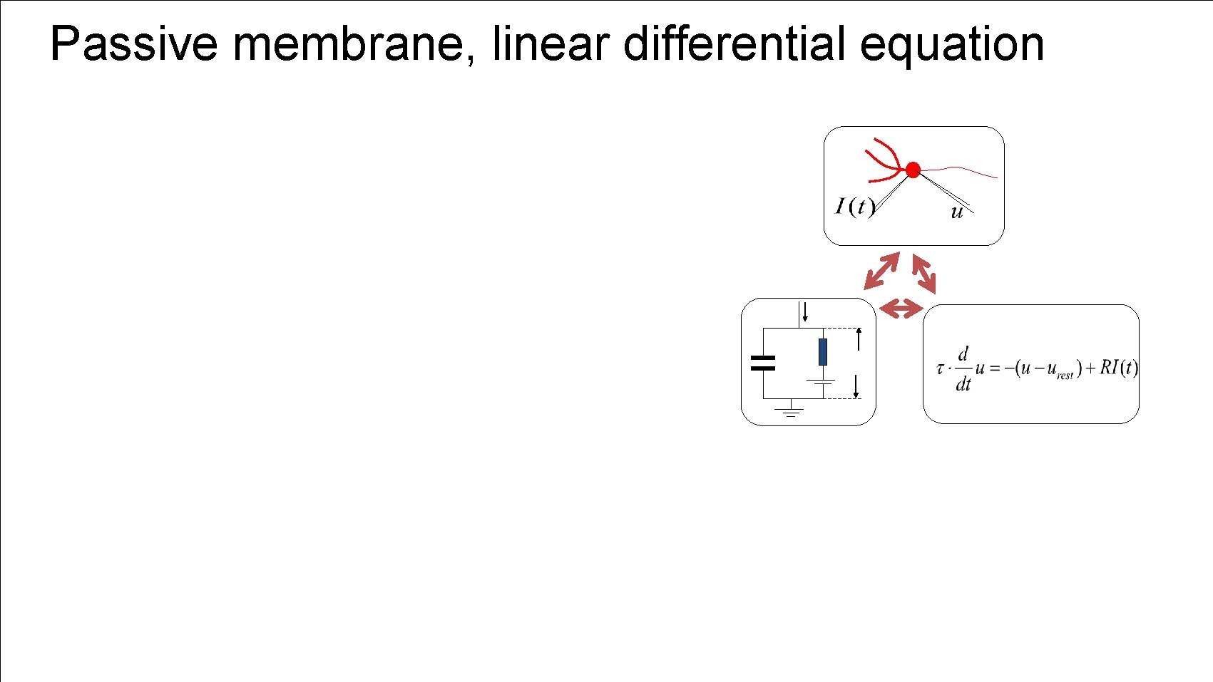 Passive membrane, linear differential equation 