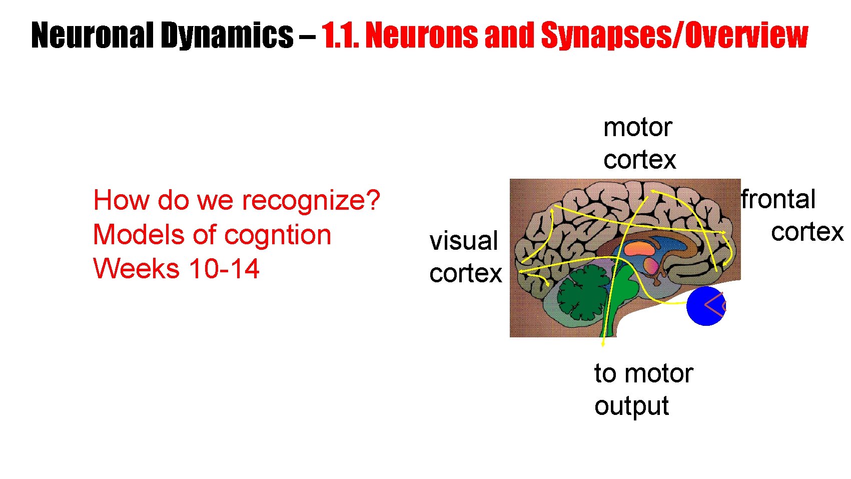 Neuronal Dynamics – 1. 1. Neurons and Synapses/Overview motor cortex How do we recognize?