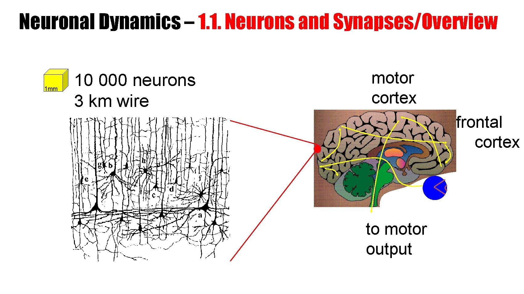 Neuronal Dynamics – 1. 1. Neurons and Synapses/Overview 1 mm 10 000 neurons 3