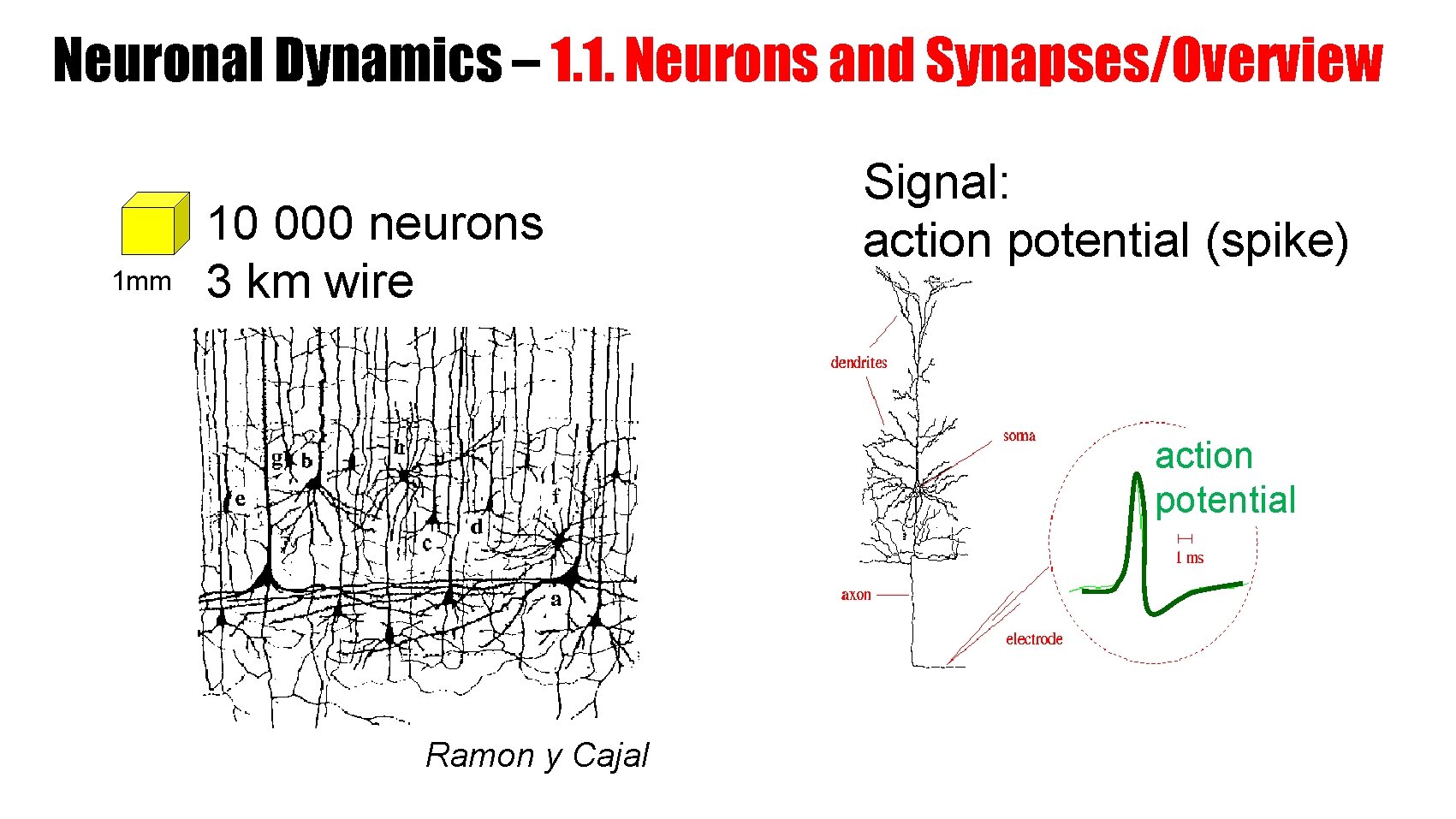 Neuronal Dynamics – 1. 1. Neurons and Synapses/Overview 1 mm 10 000 neurons 3