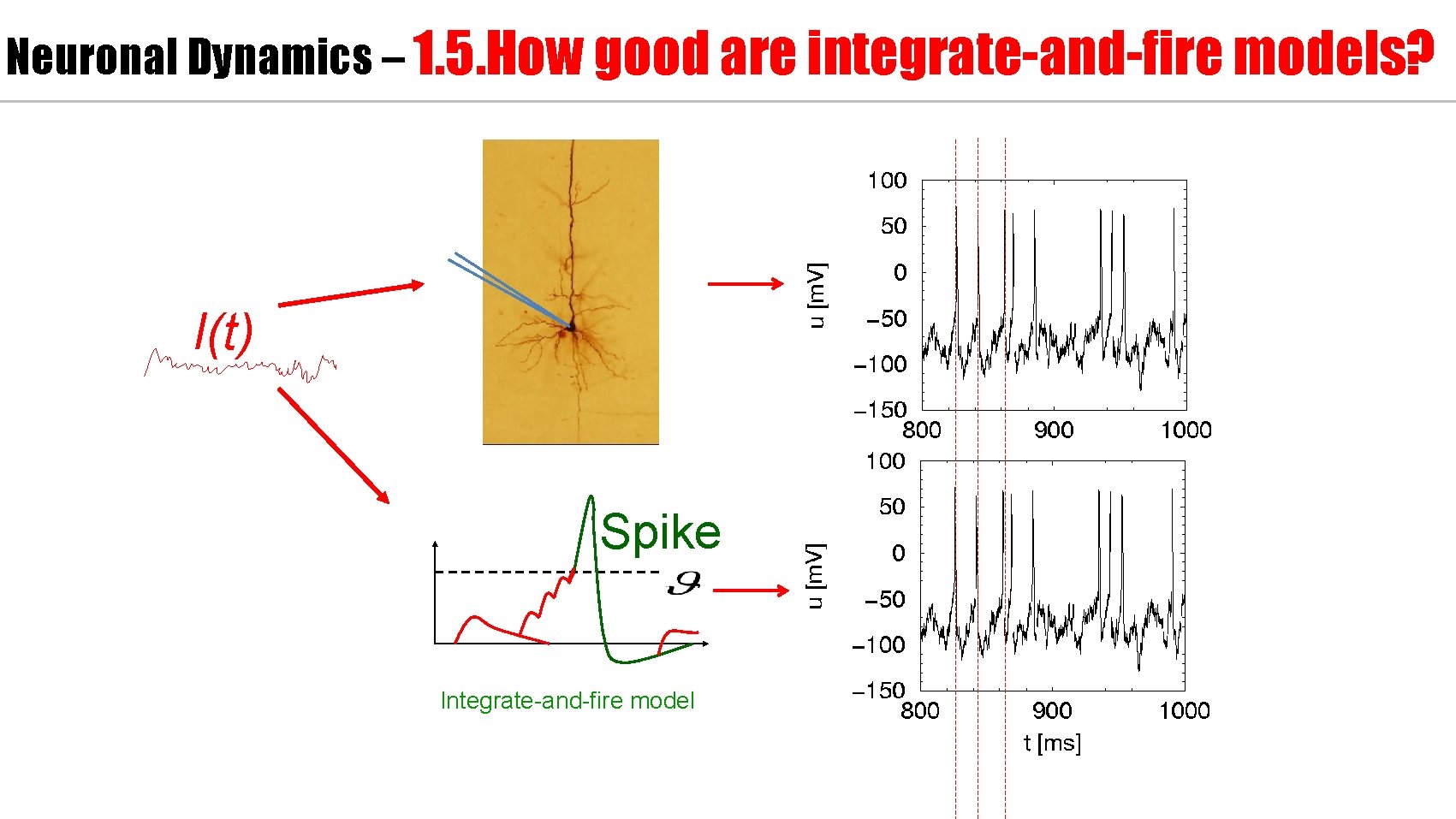 Neuronal Dynamics – 1. 5. How good are integrate-and-fire models? I(t) Spike Integrate-and-fire model
