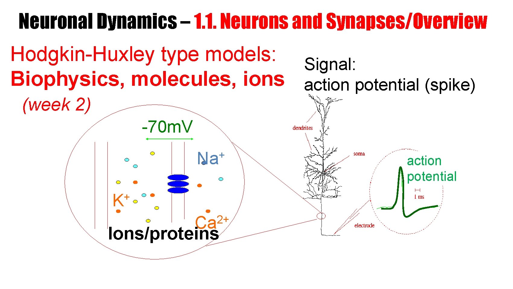 Neuronal Dynamics – 1. 1. Neurons and Synapses/Overview Hodgkin-Huxley type models: Signal: Biophysics, molecules,