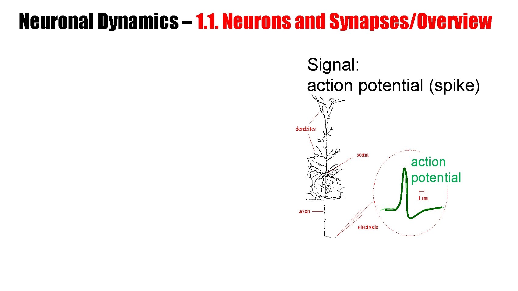 Neuronal Dynamics – 1. 1. Neurons and Synapses/Overview Signal: action potential (spike) action potential