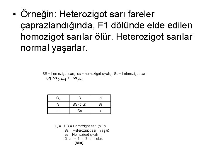  • Örneğin: Heterozigot sarı fareler çaprazlandığında, F 1 dölünde elde edilen homozigot sarılar