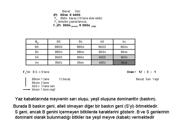 Beyaz Sarı (P) BBss X bb. SS F 1 Bb. Ss beyaz (16 tane