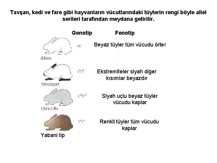 Tavşan, kedi ve fare gibi hayvanların vücutlarındaki tüylerin rengi böyle allel serileri tarafından meydana