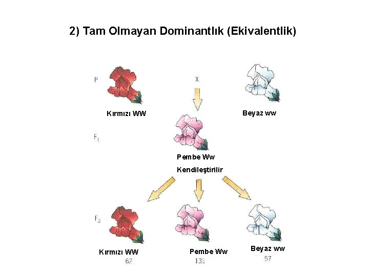 2) Tam Olmayan Dominantlık (Ekivalentlik) Beyaz ww Kırmızı WW Pembe Ww Kendileştirilir Kırmızı WW
