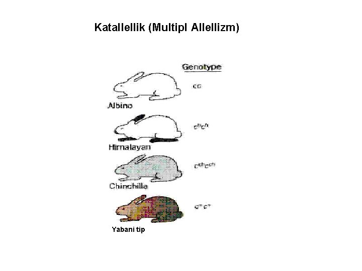 Katallellik (Multipl Allellizm) Yabani tip 