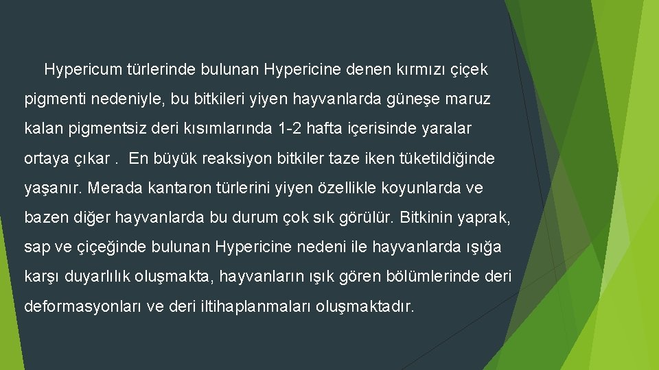 Hypericum türlerinde bulunan Hypericine denen kırmızı çiçek pigmenti nedeniyle, bu bitkileri yiyen hayvanlarda güneşe