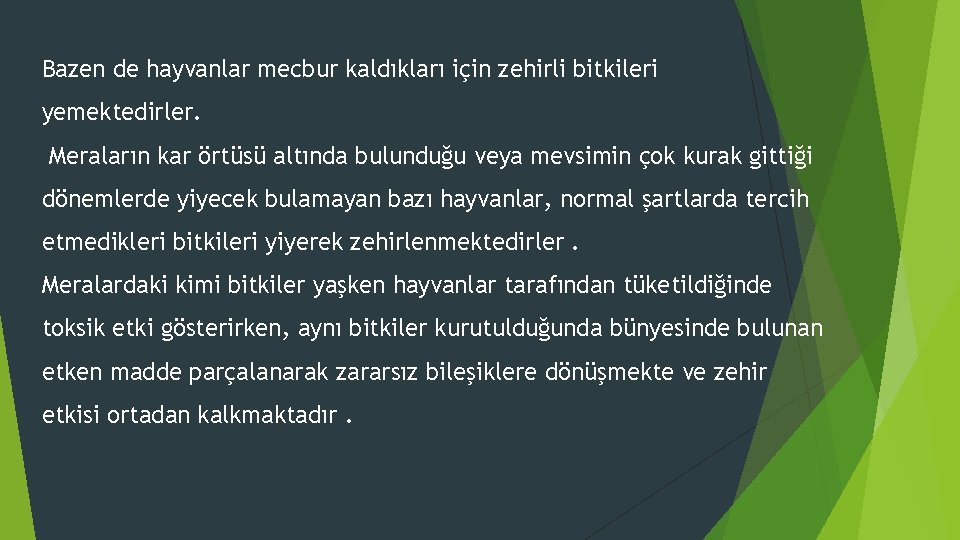 Bazen de hayvanlar mecbur kaldıkları için zehirli bitkileri yemektedirler. Meraların kar örtüsü altında bulunduğu