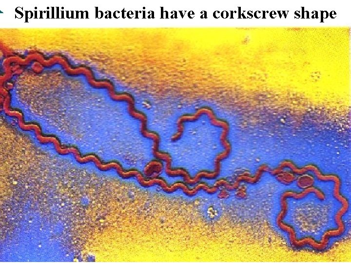 Spirillium bacteria have a corkscrew shape 11 