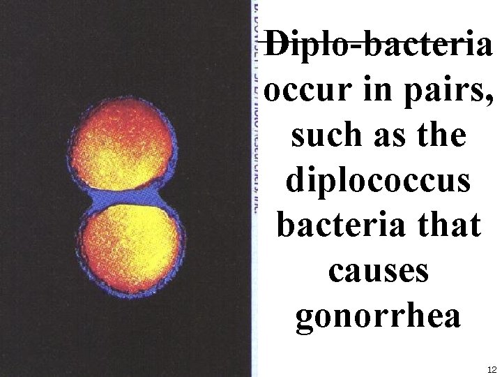 Diplo-bacteria occur in pairs, such as the diplococcus bacteria that causes gonorrhea 12 