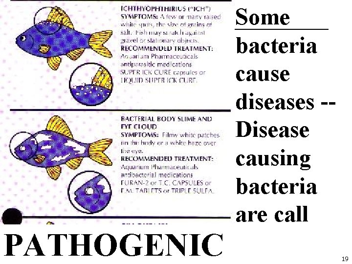 Some bacteria cause diseases -Disease causing bacteria are call PATHOGENIC 19 