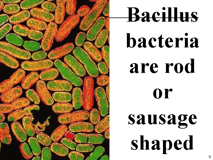 Bacillus bacteria are rod or sausage shaped 9 