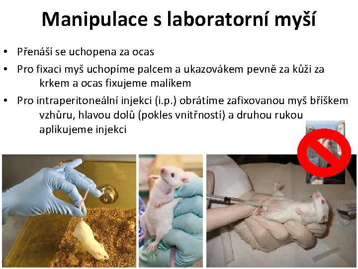 Manipulace s laboratorní myší • Přenáší se uchopena za ocas • Pro fixaci myš