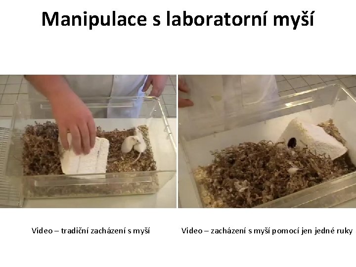 Manipulace s laboratorní myší Video – tradiční zacházení s myší Video – zacházení s