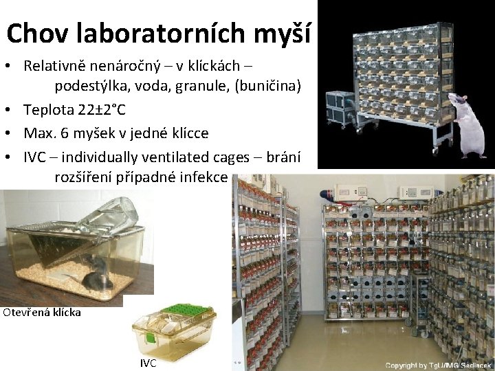 Chov laboratorních myší • Relativně nenáročný – v klíckách – podestýlka, voda, granule, (buničina)