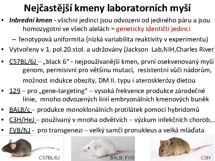 Nejčastější kmeny laboratorních myší • Inbrední kmen - všichni jedinci jsou odvozeni od jediného